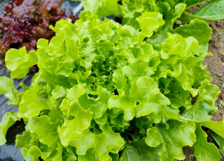 何度も収穫できるリーフレタスなど葉物野菜の戦略