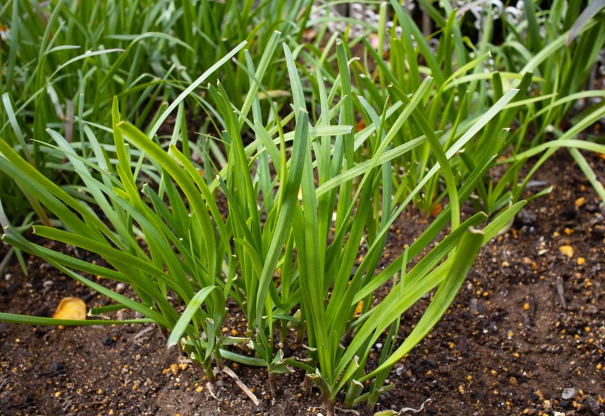 永年性のニラやアスパラガスで長期投資を最大化