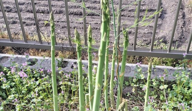 「放置で稼ぐ」ニラとアスパラガスのポートフォリオ