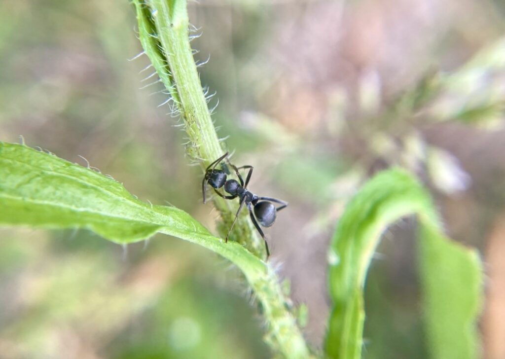 アブラムシとの共生で植物にすす病が広がるリスク