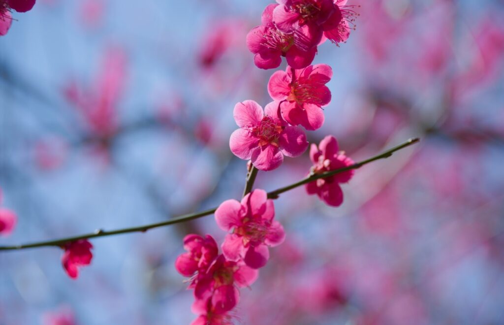 管理の負担を減らす花梅や矮性種の品種選び