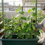 きゅうり1株の収穫量はプランター栽培で何本？多収穫を狙う育て方