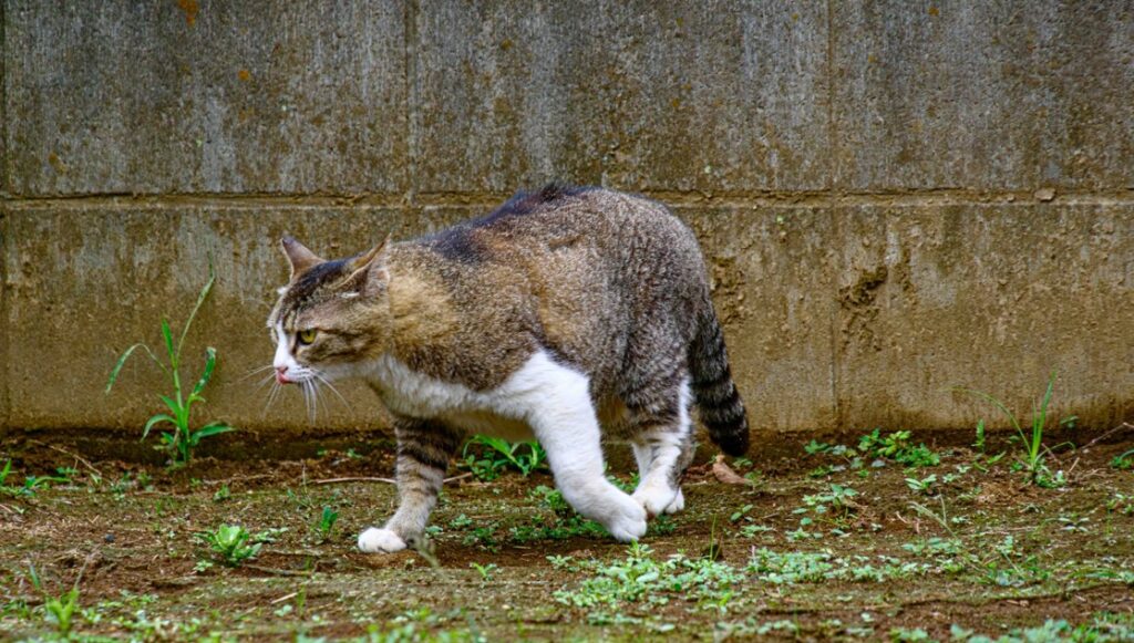 猫よけ対策に活用できるシリカゲルの消臭メカニズム