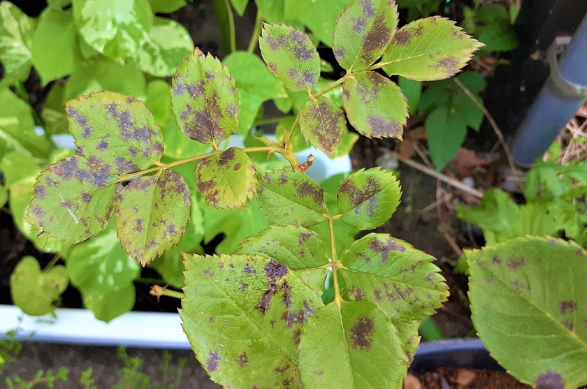 バラや多肉植物の育成に最適なシリカゲルの使い方