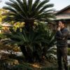 ソテツを庭に植えてはいけない理由は？風水や費用、安全性を徹底解説