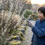 ネコヤナギを庭に植えてはいけない？根や剪定のリスクと鉢植え管理術