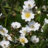 ノイバラを庭に植えてはいけない理由！増えすぎ、トゲの危険と対処法