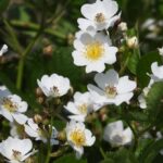 ノイバラを庭に植えてはいけない理由！増えすぎ、トゲの危険と対処法
