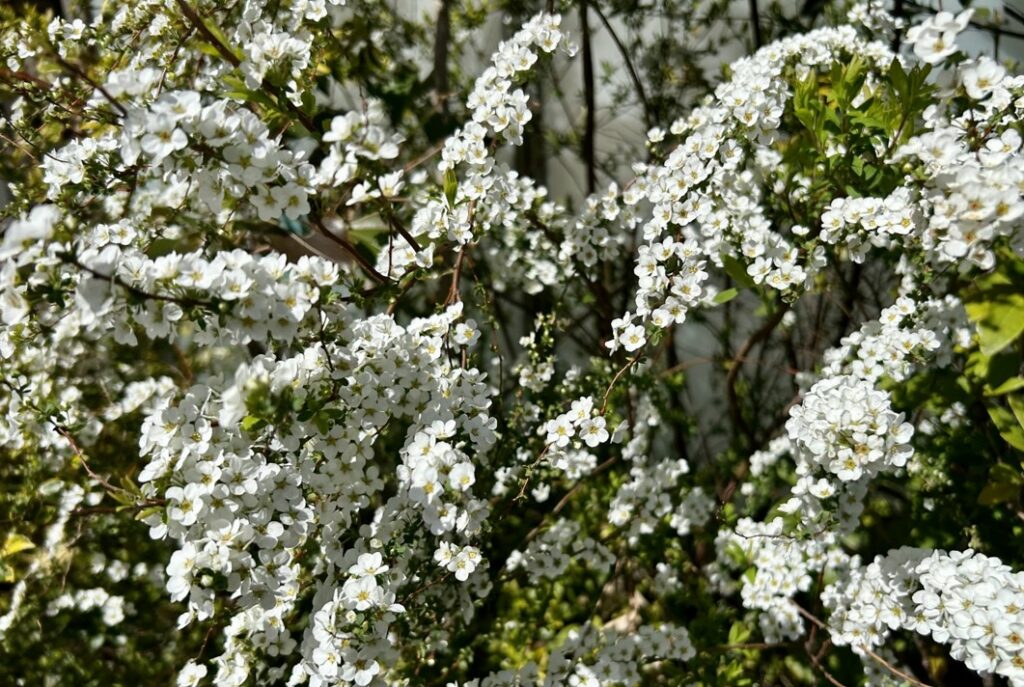 ノイバラの代替植物2