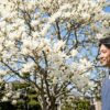 ハクモクレンを庭に植えてはいけない理由とは？後悔しないための対策