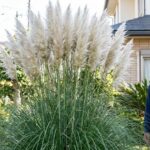 パンパスグラスを庭に植えてはいけない？後悔しないためのリスク徹底解説