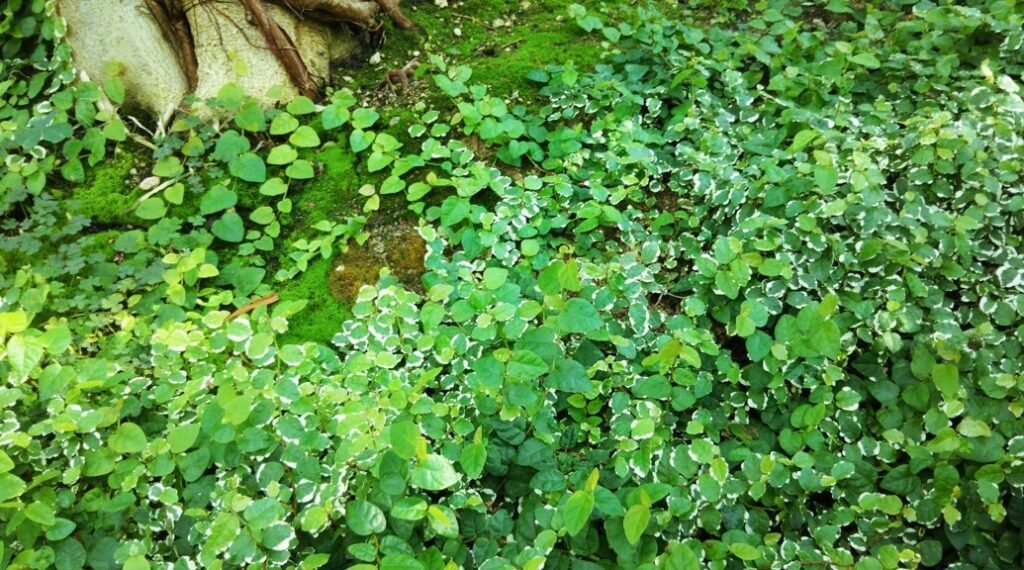 矮性種のプミラを地植えする際の注意点