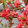 ボケを庭に植えてはいけない理由とは？プロが教える管理リスクと対策