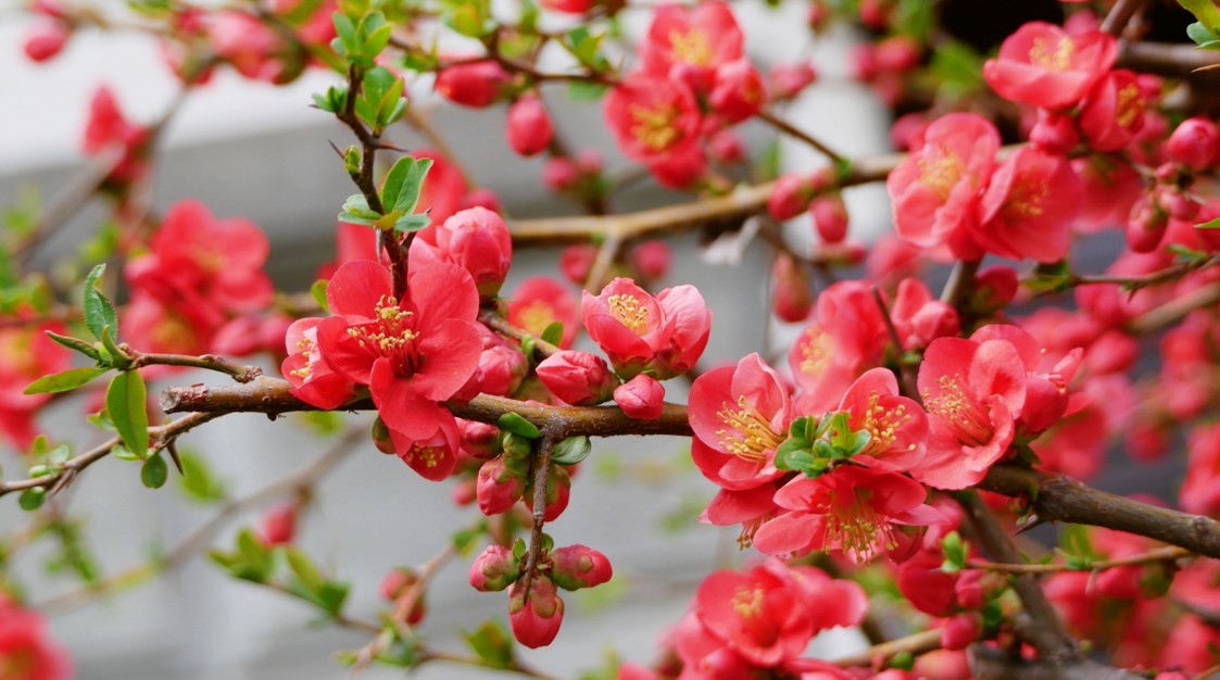 ボケを庭に植えてはいけない理由とは？プロが教える管理リスクと対策