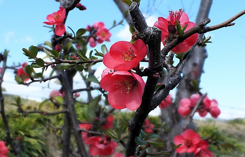 ボケの花の縁起は悪いのか？