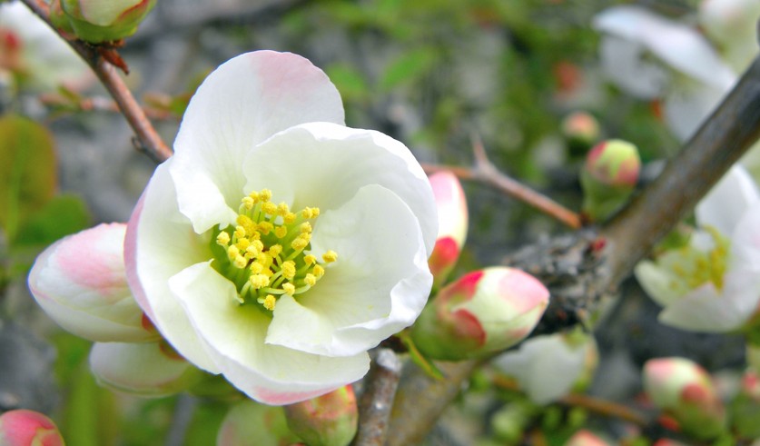 ボケの花言葉は怖いのか