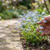 勿忘草を庭に植えてはいけない理由とは？失敗しない管理方法を大公開