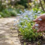 勿忘草を庭に植えてはいけない理由とは？失敗しない管理方法を大公開