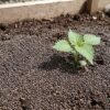 大葉を庭に植えてはいけない５つの理由と絶対に失敗しないための対策