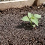 大葉を庭に植えてはいけない５つの理由と絶対に失敗しないための対策