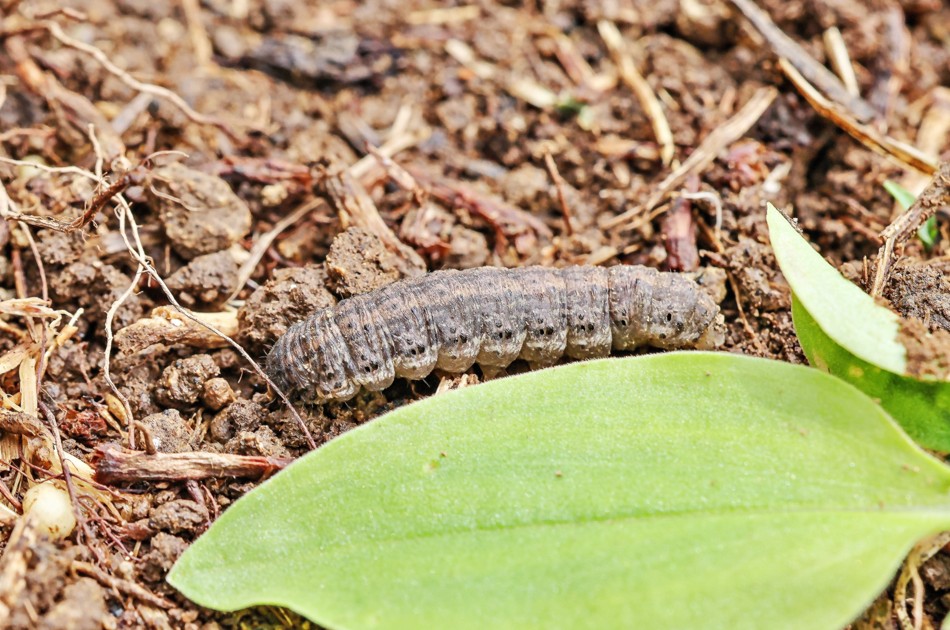 ヨトウムシや病害虫の温床になるリスク