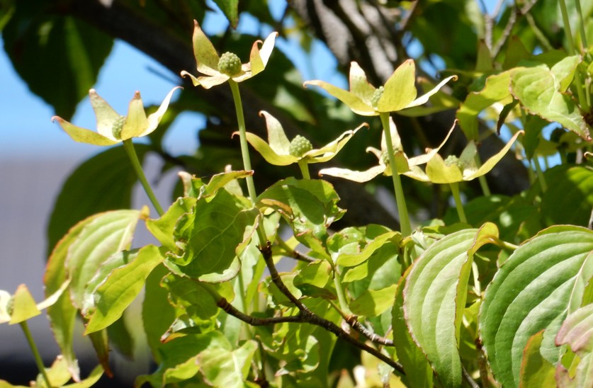花も楽しめる常緑ヤマボウシの魅力とは？