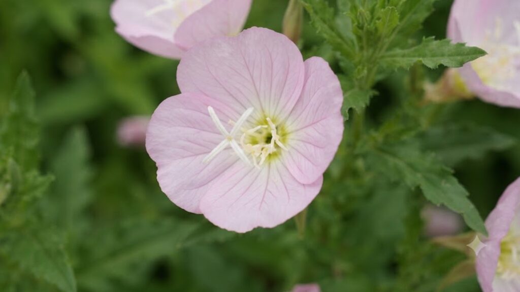 一輪のヒルザキツキミソウの花の写真