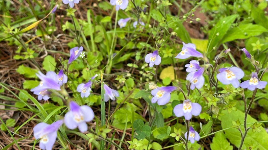 芝生の中などで、地面を這うようにして紫色の花を咲かせているトキワハゼ