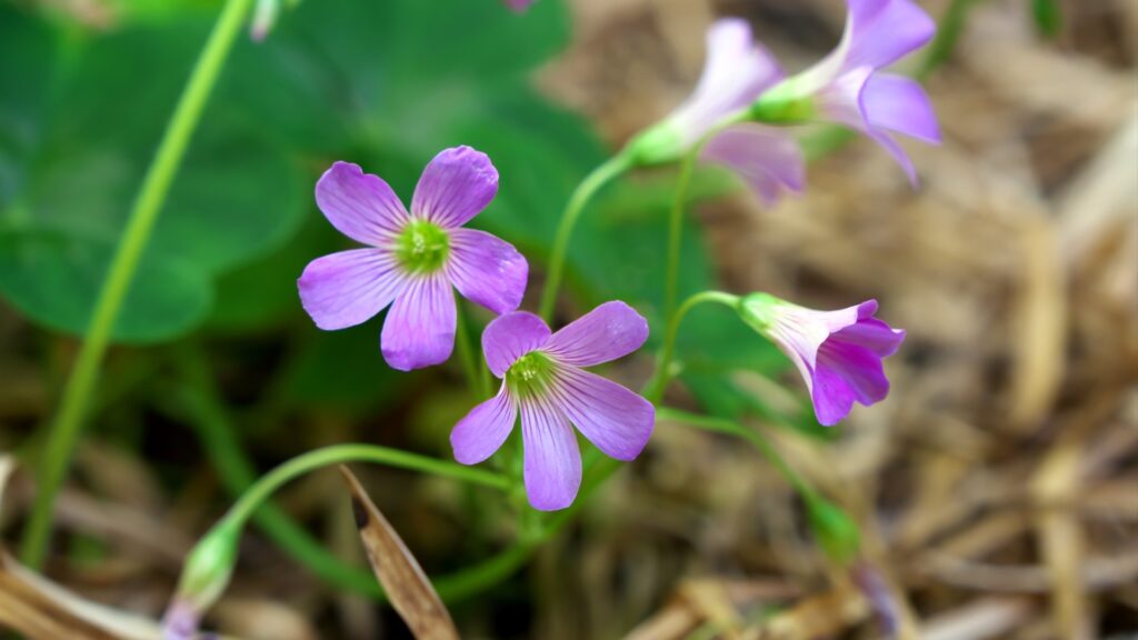 花弁の数と形でサクラソウか判別するコツ2