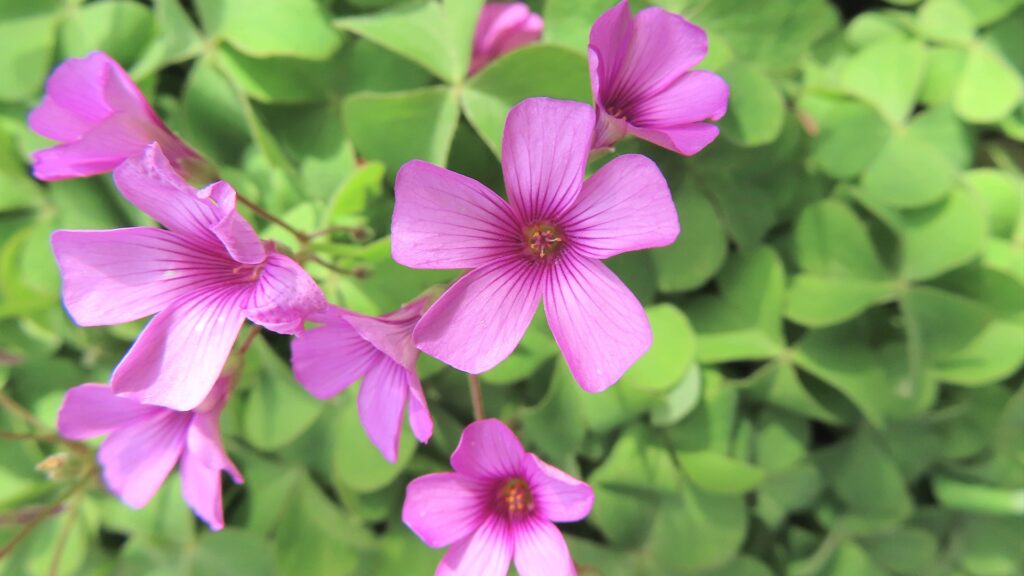 花弁の数と形でサクラソウか判別するコツ3