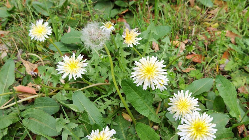 日本には古来から自生している「シロバナタンポポ」