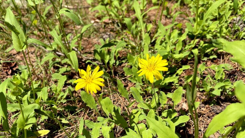 極小の花が群生するオニタビラコとジシバリ
