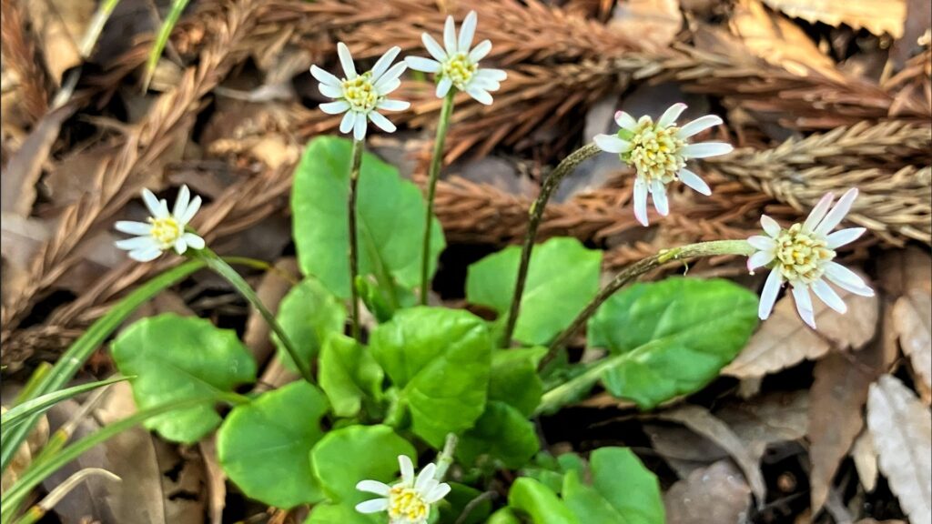白や紫色の花が咲くセンボンヤリとノアザミ