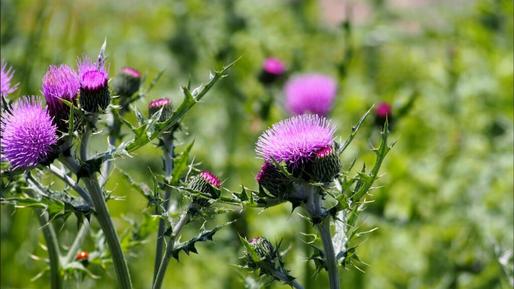 白や紫色の花が咲くセンボンヤリとノアザミ