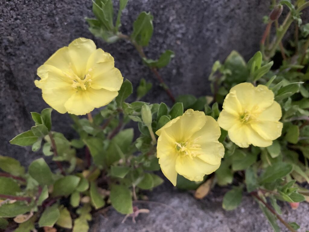 マツヨイグサの花が咲いている写真。