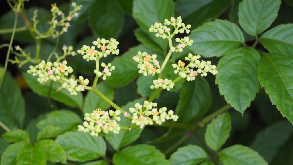 庭木をことごとくさせてしまう非常に攻撃的なつる性雑草のヤブガラシの写真。