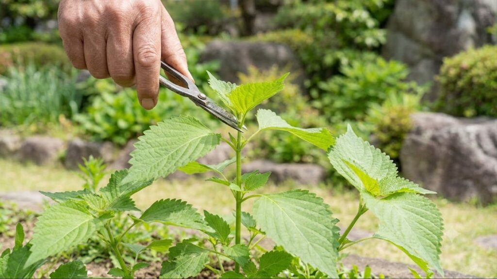 日本の庭園で、庭師の手が、成長したしその主茎の先端を園芸ハサミで注意深く切り取り、摘心(てきしん)を行っている様子。これにより、脇芽の成長を促進し、収穫量を増やす。