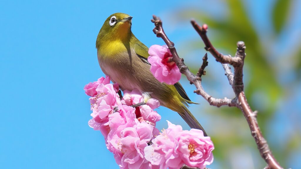 梅の木を剪定しないとどうなるかを知り手入れを行おう