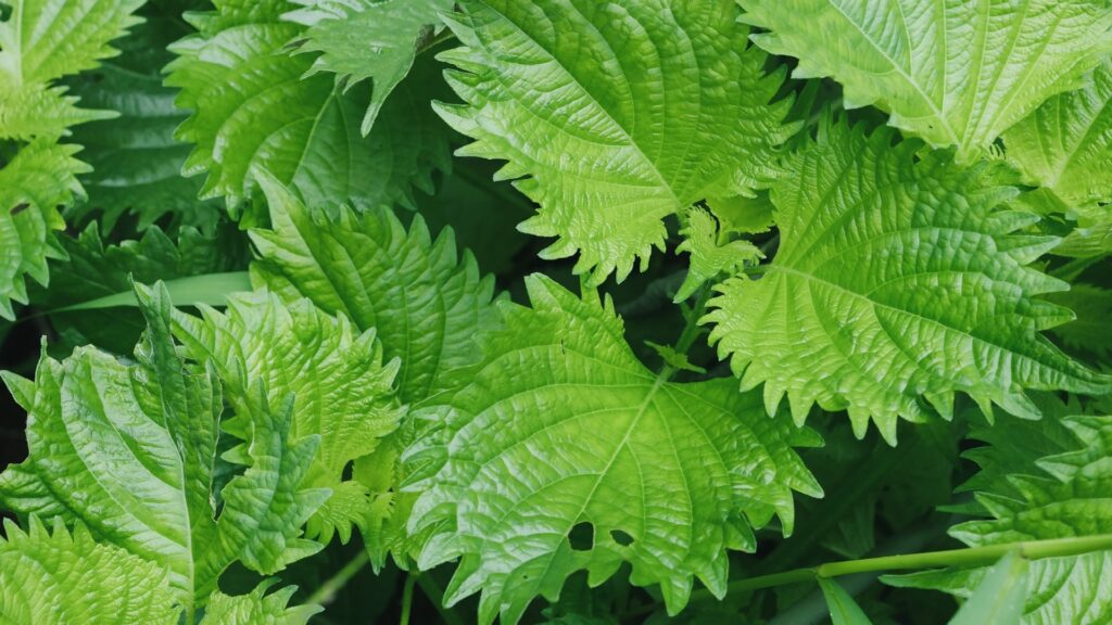 シソ(大葉)と一般的な広葉雑草