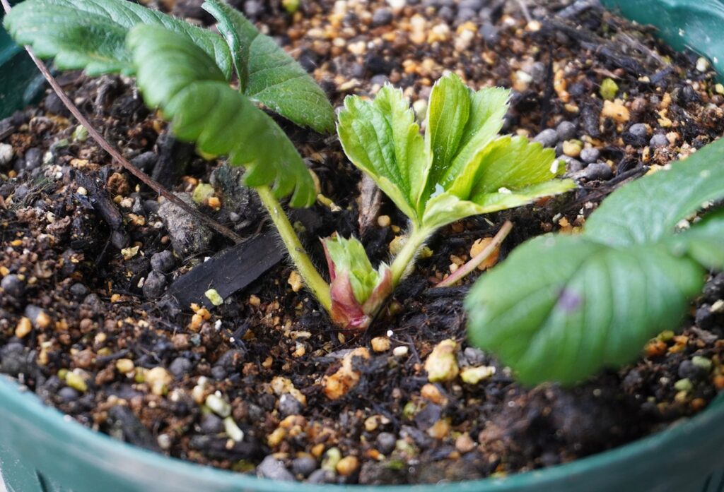 イチゴが植えられている鉢。クラウンが見える。