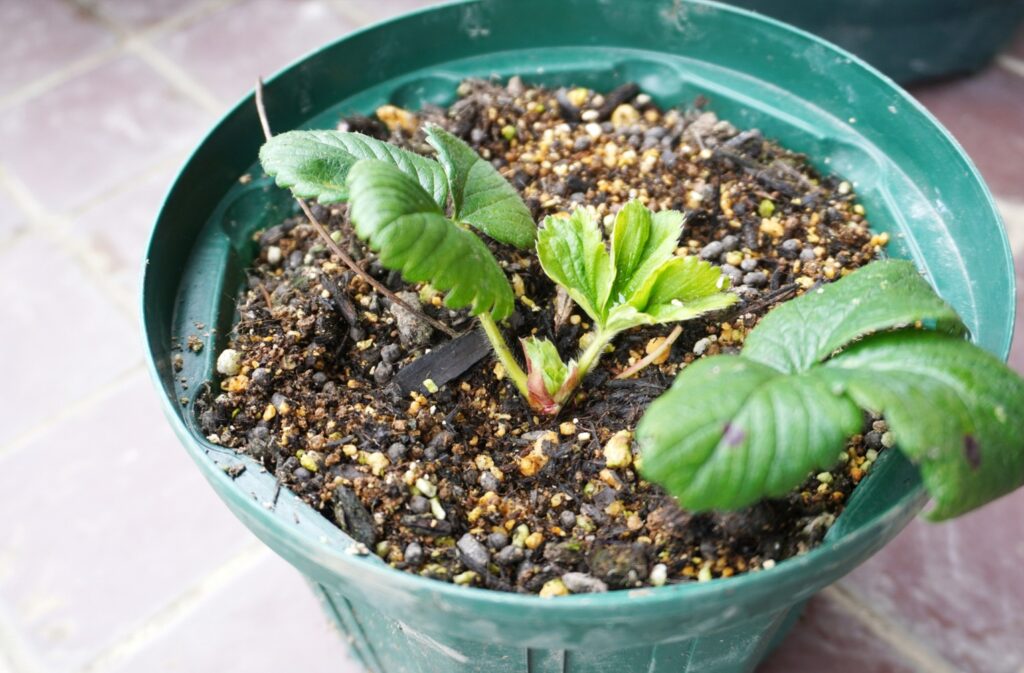 丸い鉢に植えられたイチゴ