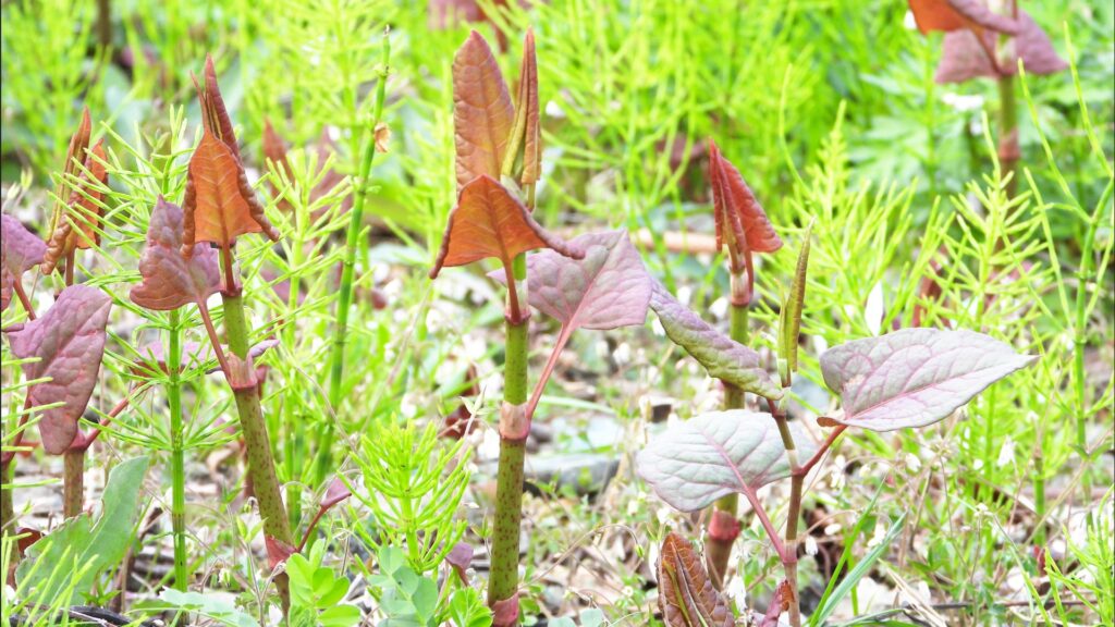赤い芽と竹のような茎で見分けるポイント