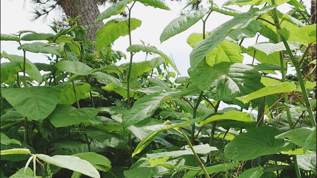 イタドリ近縁種の「オオイタドリ」