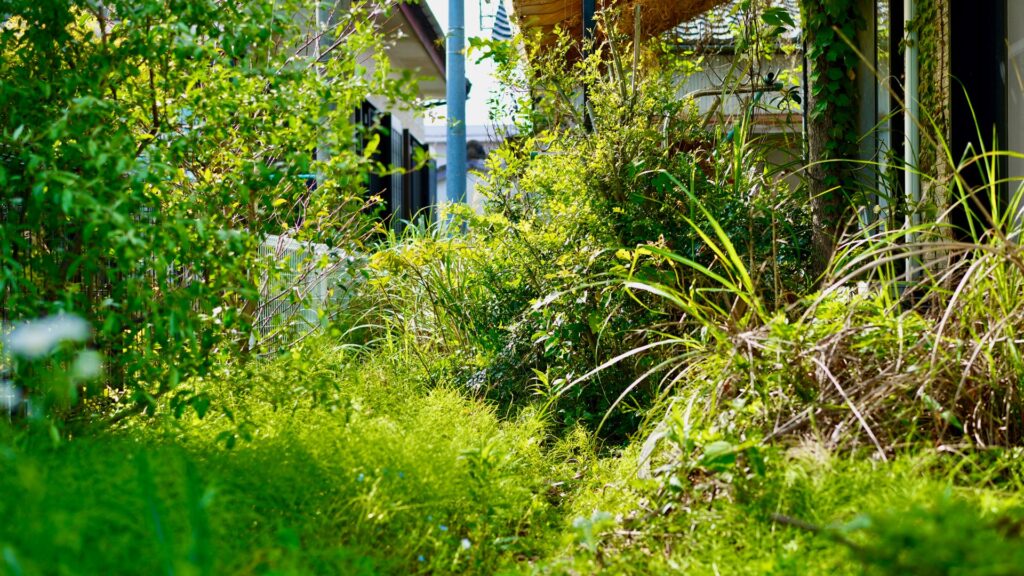 賃貸の庭が草ボーボーな問題のまとめ