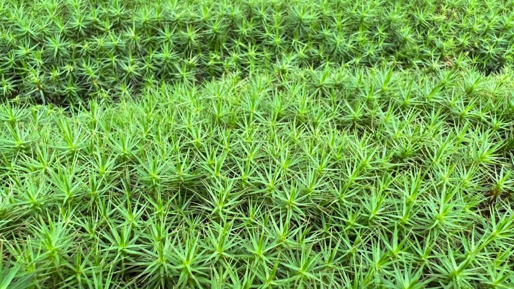 半日陰や木漏れ日の当たる場所に向く苔のウマスギゴケ。